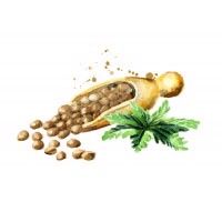 Hemp