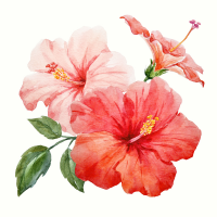 Hibiscus