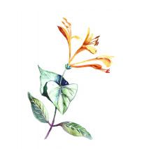 Honeysuckle