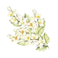 Jasmine