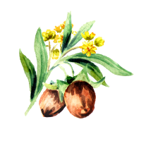 Jojoba
