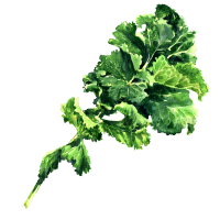Kale