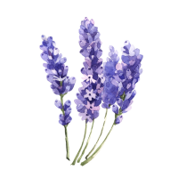 Lavender