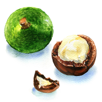 Macadamia