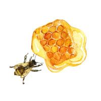 Manuka Honey