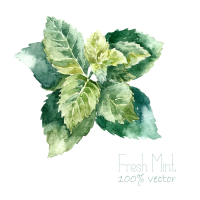 Mint