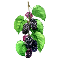 Mulberry