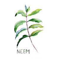 Neem