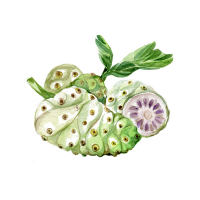 Noni Extract
