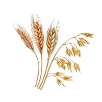Oat