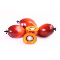 Palm Kernel
