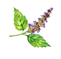 Patchouli