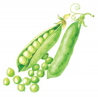 Pea