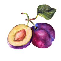 Plum