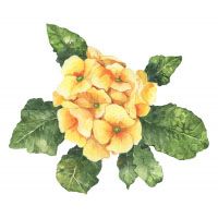 Primrose