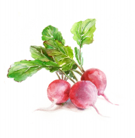 Radish