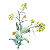Rapeseed