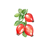 Rosehip