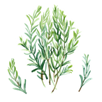 Rosemary