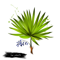 Saw Palmetto