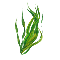 Seaweed
