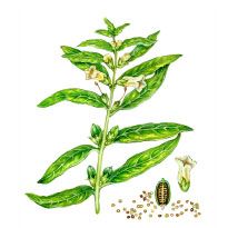 Sesame
