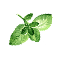 Spearmint