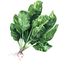 Spinach