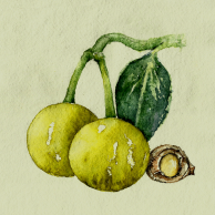 Tamanu