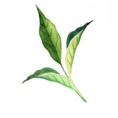 Tea Tree