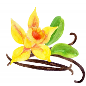 Vanilla