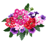 Verbena