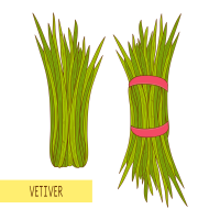Vetiver