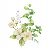 White Tea