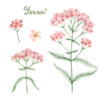 Yarrow
