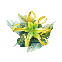 Ylang Ylang