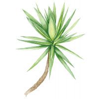 Yucca