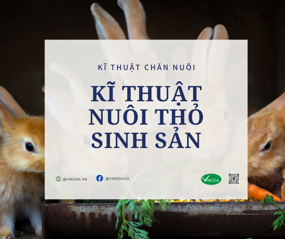 Kỹ thuật nuôi thỏ sinh sản