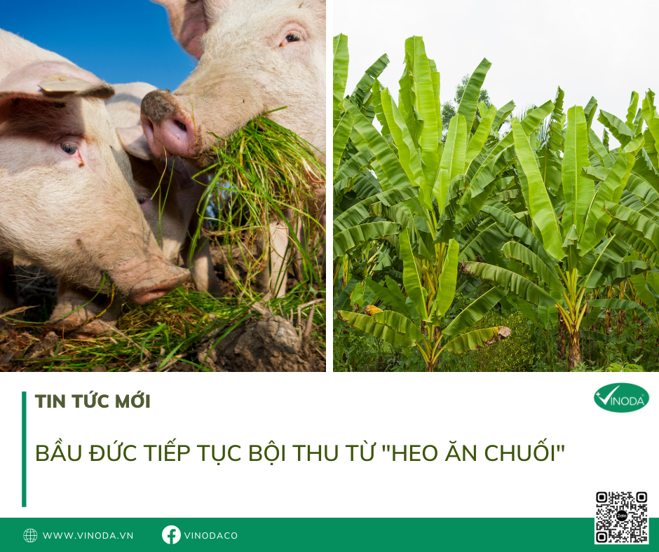 Bầu Đức tiếp tục bội thu từ “heo ăn chuối” – Công ty TNHH Thương Mại VINODA