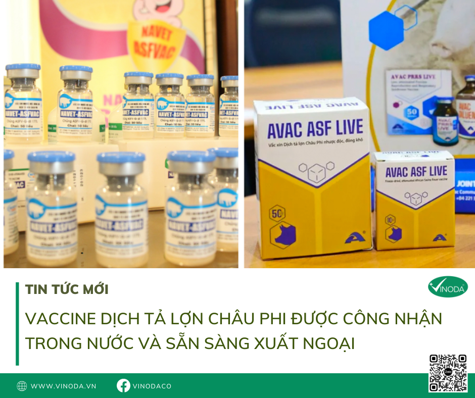 Vaccine dịch tả lợn châu phi được công nhận trong nước - Sẵn sàng xuất