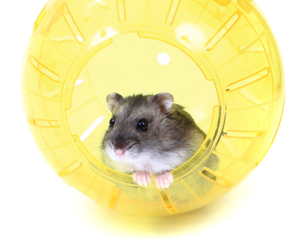 Những đồ chơi cho chuột Hamster – Công ty TNHH Thương Mại VINODA