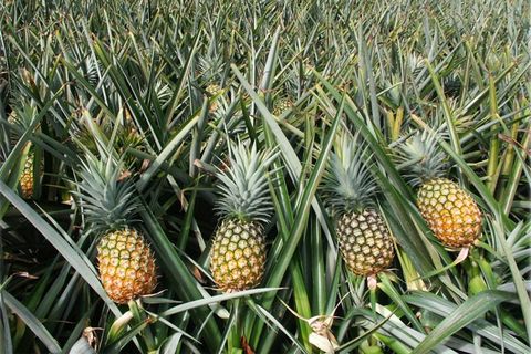 Pineapple Farm