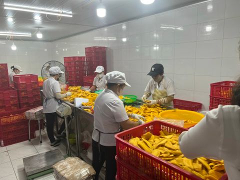 Soft Dried Fruit Factory