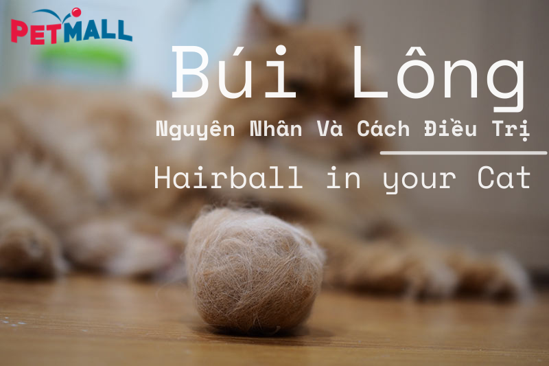 Triệu Chứng Và Cách Trị Bệnh Búi Lông Ở Mèo