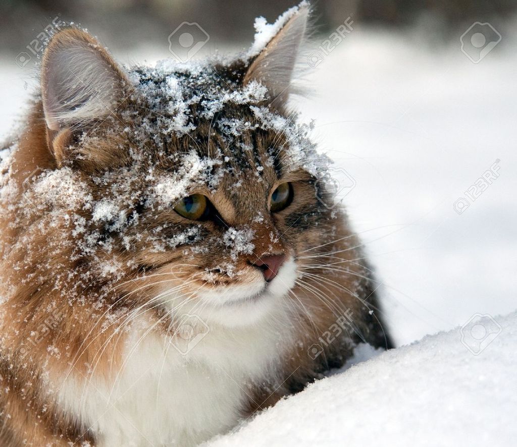 Baby, It’s Cold Outside - 4 simple ways to help outdoor community cats during the winter