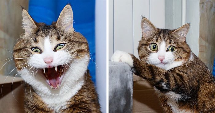Your City Kitty Survival Guide: 16 Expert Cat Tips and Tricks