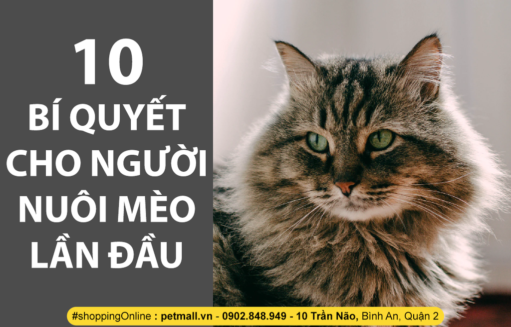 10 BÍ QUYẾT CHO NGƯỜI NUÔI MÈO LẦN ĐẦU