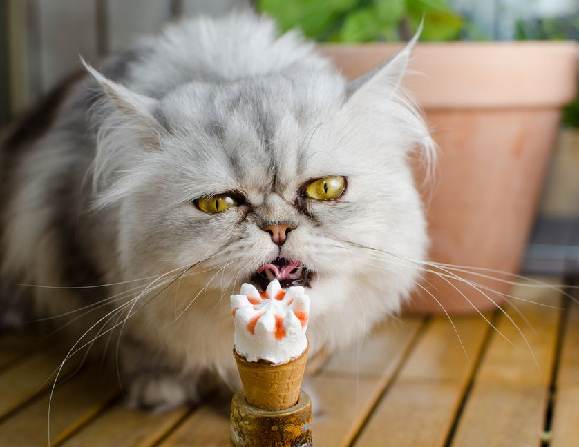 Choosing The Right Food For Your Furry Friend