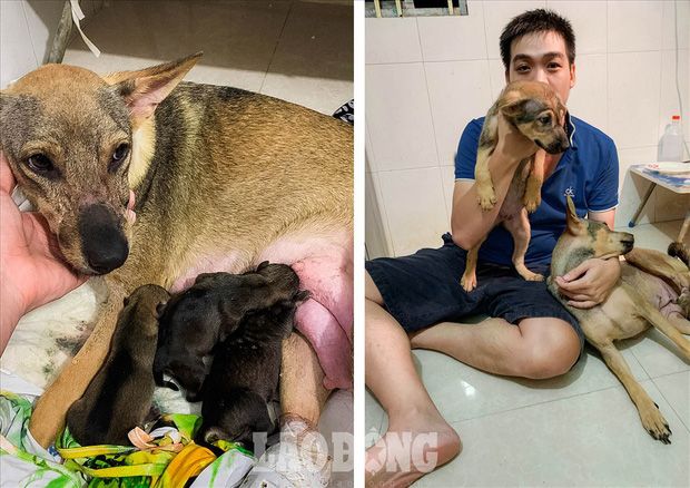 Thoát khỏi lò mổ, chú chó dũng cảm cứu sống đàn con trong bụng