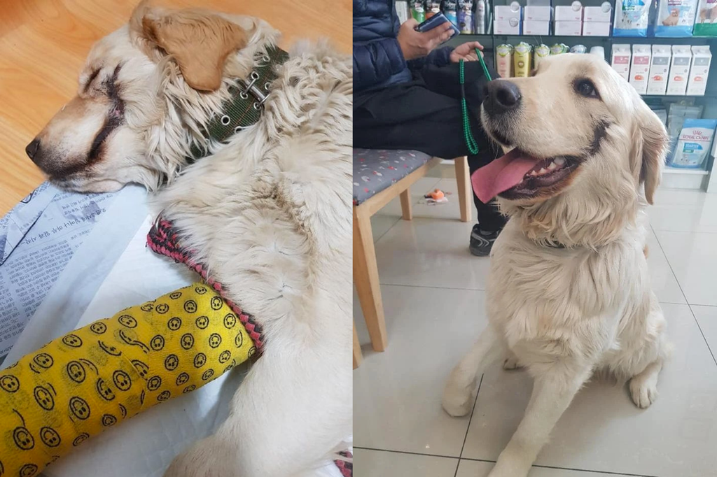 Cô chó bị đánh gãy chân và rạch mõm như Joker khiến CĐM phẫn nộ